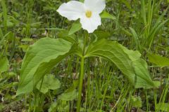 Large-flowering Trillium, Trillium grandiflorum