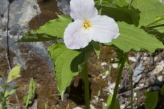 Large-flowering Trillium, Trillium grandiflorum