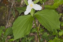 Large-flowering Trillium, Trillium grandiflorum