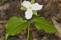 Large-flowering Trillium, Trillium grandiflorum