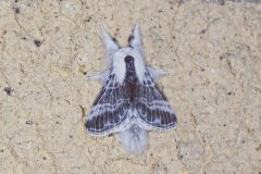 Large Tolype Moth