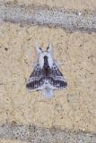 Large Tolype Moth, Tolype velleda