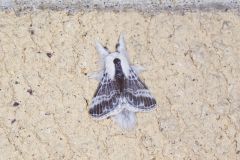 Large Tolype Moth, Tolype velleda