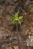 Large Whorled Pogonia, Isotria verticillata