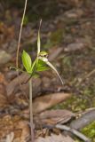 Large Whorled Pogonia, Isotria verticillata