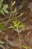 Large Whorled Pogonia, Isotria verticillata
