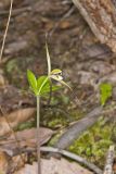Large Whorled Pogonia, Isotria verticillata