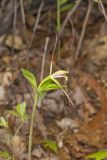 Large Whorled Pogonia, Isotria verticillata
