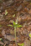 Large Whorled Pogonia, Isotria verticillata