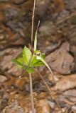 Large Whorled Pogonia, Isotria verticillata