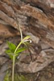 Large Whorled Pogonia, Isotria verticillata
