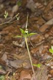 Large Whorled Pogonia, Isotria verticillata