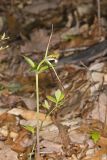 Large Whorled Pogonia, Isotria verticillata