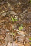Large Whorled Pogonia, Isotria verticillata