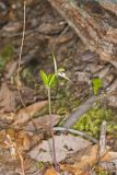 Large Whorled Pogonia, Isotria verticillata