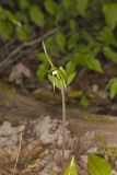Large Whorled Pogonia, Isotria verticillata
