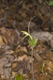 Large Whorled Pogonia, Isotria verticillata
