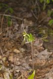 Large Whorled Pogonia, Isotria verticillata