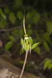 Large Whorled Pogonia, Isotria verticillata