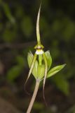Large Whorled Pogonia, Isotria verticillata