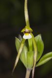 Large Whorled Pogonia, Isotria verticillata