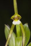 Large Whorled Pogonia, Isotria verticillata