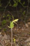 Large Whorled Pogonia, Isotria verticillata