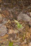 Large Whorled Pogonia, Isotria verticillata