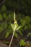 Large Whorled Pogonia, Isotria verticillata