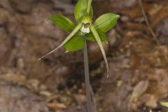 Large Whorled Pogonia, Isotria verticillata