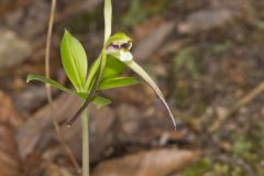 Large Whorled Pogonia, Isotria verticillata