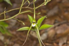 Large Whorled Pogonia, Isotria verticillata