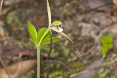 Large Whorled Pogonia, Isotria verticillata