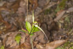 Large Whorled Pogonia, Isotria verticillata
