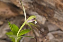 Large Whorled Pogonia, Isotria verticillata