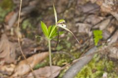 Large Whorled Pogonia, Isotria verticillata