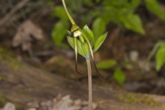 Large Whorled Pogonia, Isotria verticillata