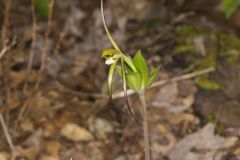 Large Whorled Pogonia, Isotria verticillata