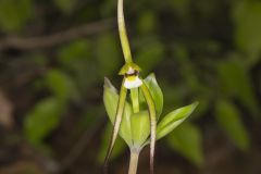 Large Whorled Pogonia, Isotria verticillata