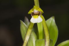 Large Whorled Pogonia, Isotria verticillata