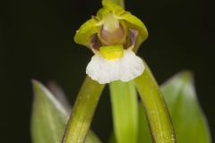 Large Whorled Pogonia, Isotria verticillata