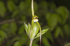 Large Whorled Pogonia, Isotria verticillata