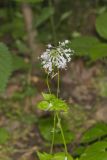 Largeflower Valerian, Valeriana pauciflora