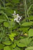 Largeflower Valerian, Valeriana pauciflora