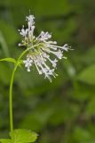 Largeflower Valerian, Valeriana pauciflora