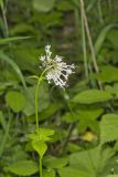 Largeflower Valerian, Valeriana pauciflora