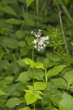 Largeflower Valerian, Valeriana pauciflora