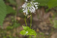 Largeflower Valerian, Valeriana pauciflora