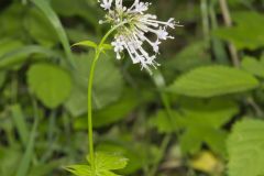 Largeflower Valerian, Valeriana pauciflora