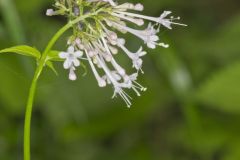 Largeflower Valerian, Valeriana pauciflora